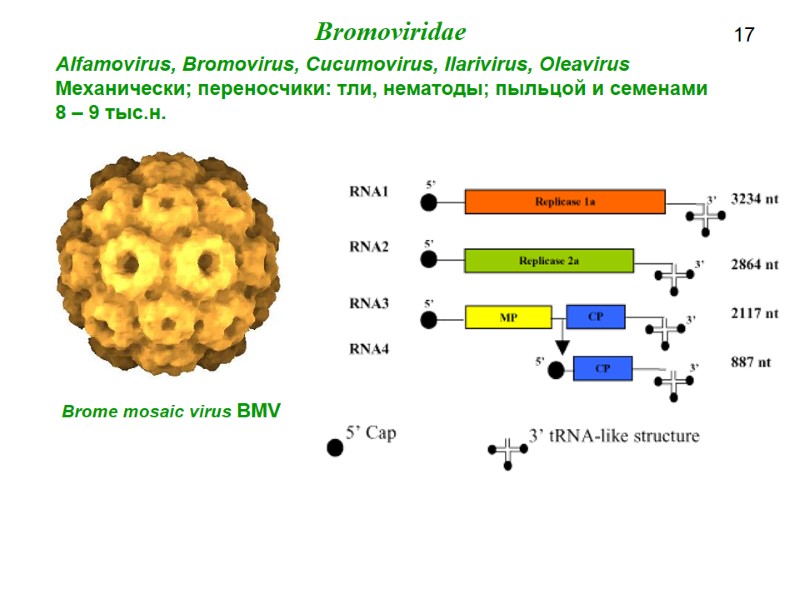 Brome mosaic virus BMV  17 Bromoviridae Alfamovirus, Bromovirus, Cucumovirus, Ilarivirus, Oleavirus Механически; переносчики: